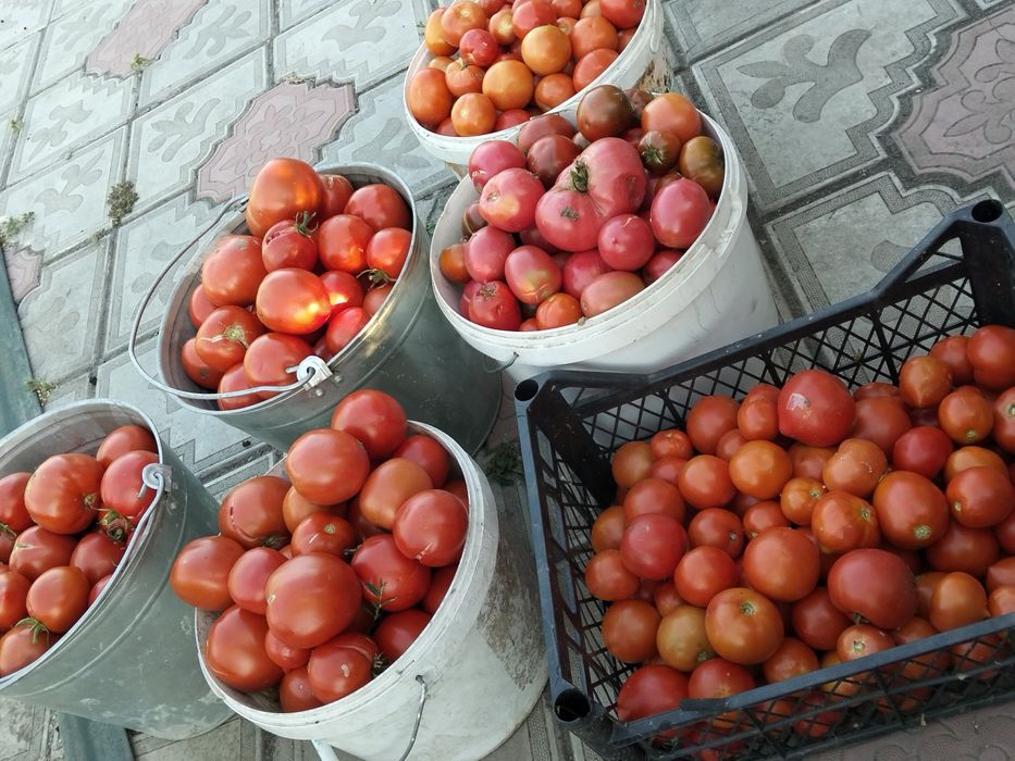 Помидоры продам вкусные