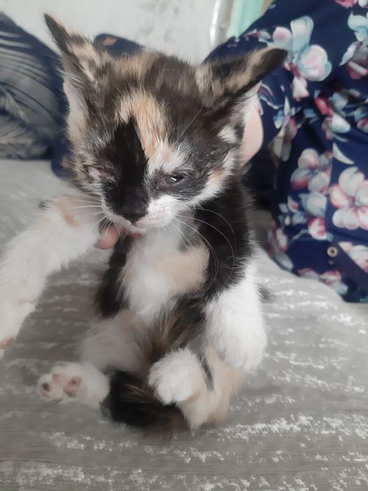 Отдам в хорошие руки