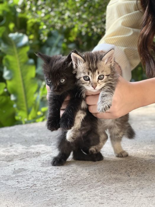 Котята в добрые руки