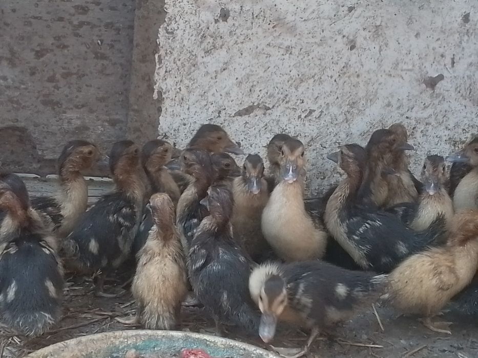Oʻrdak (Indoutka) zotli . Zoʻr ves beradigan zotli turi .