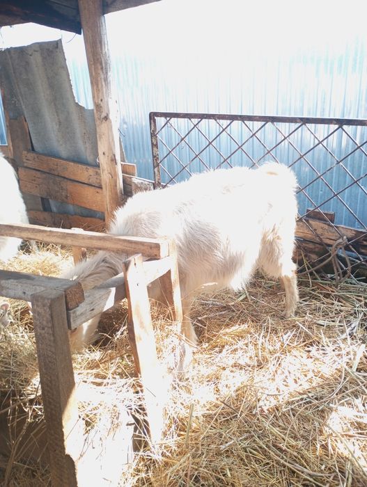 Продаю котную козу