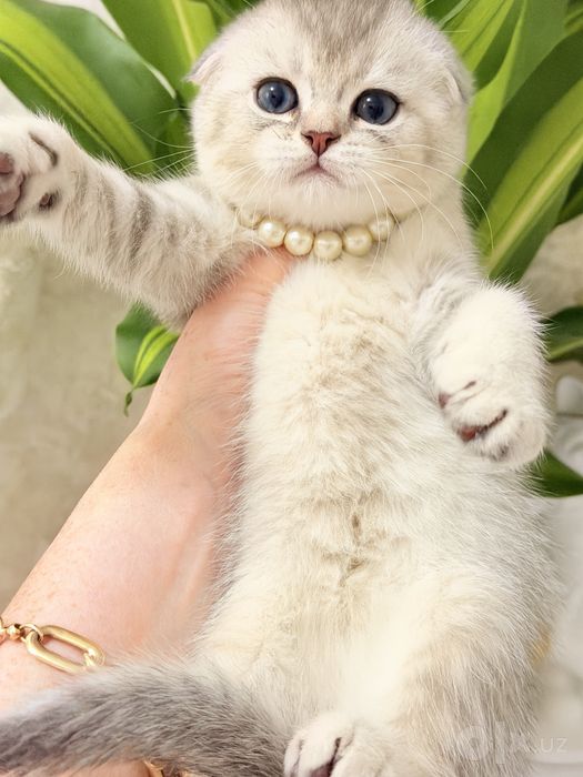 Читокровные котята