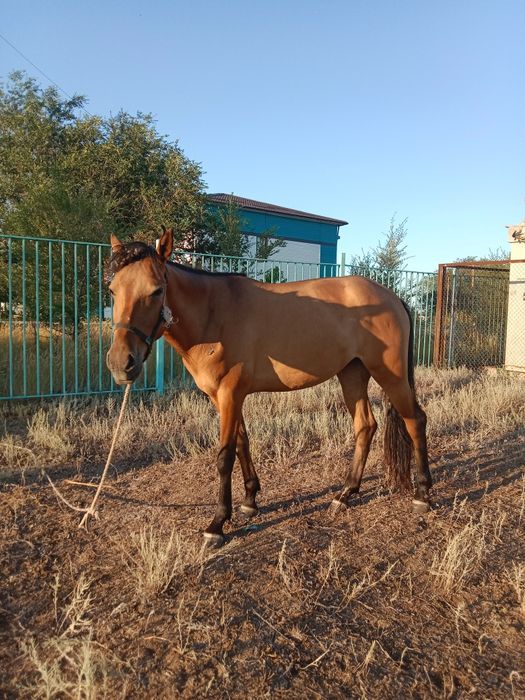 Жылқы, Сыер.бзау