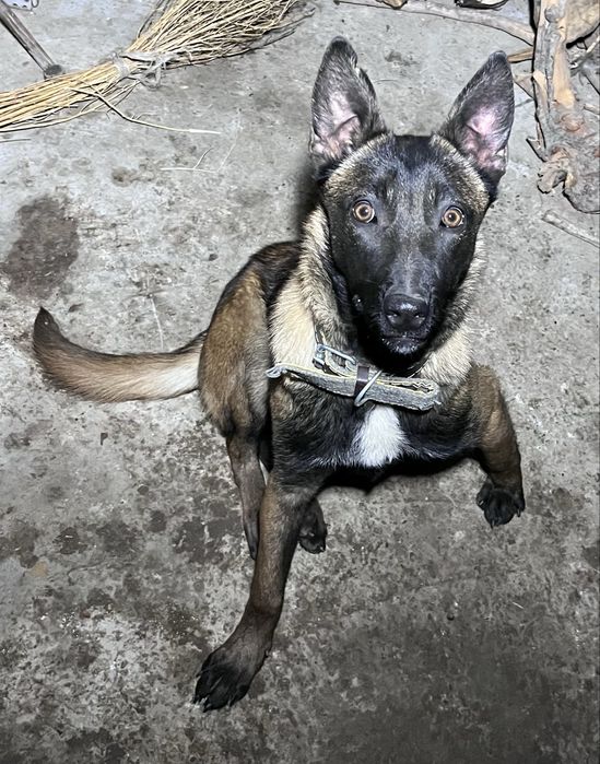 Malinua Belgiya afcharka