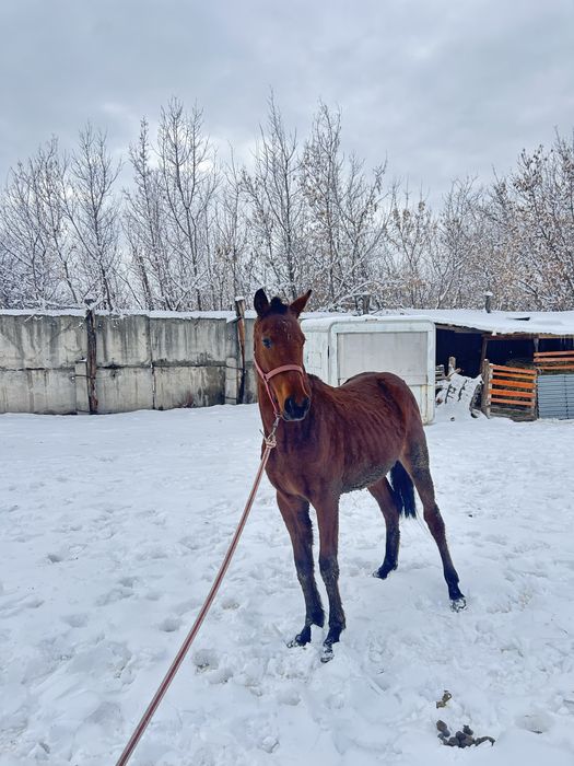 Байтал ұрғашы тай