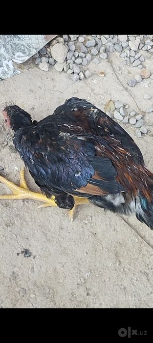 Дакан хўроз Шамо