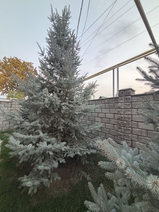 Продам ель голубую
