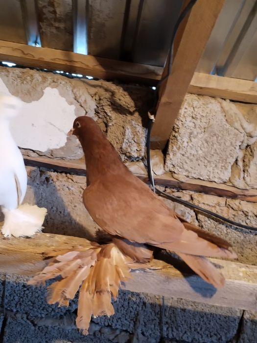 Голуби персы жолый