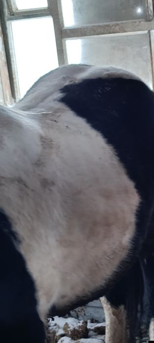 Продам кобыл с откорма 3 головы