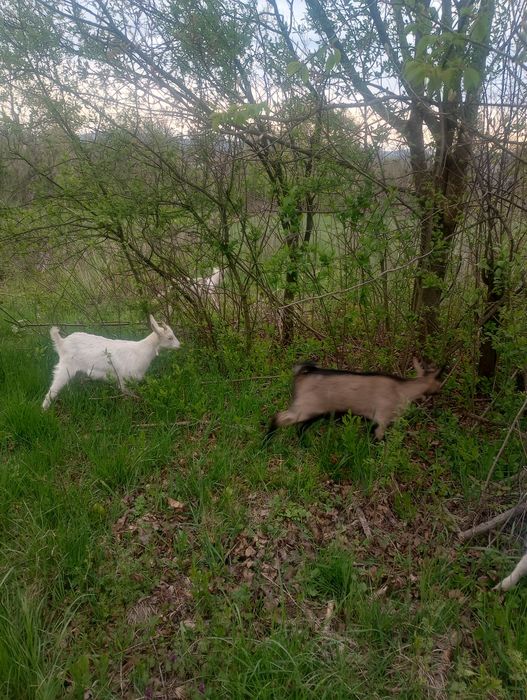 Vând 3 ieduțe din mame bune de lapte