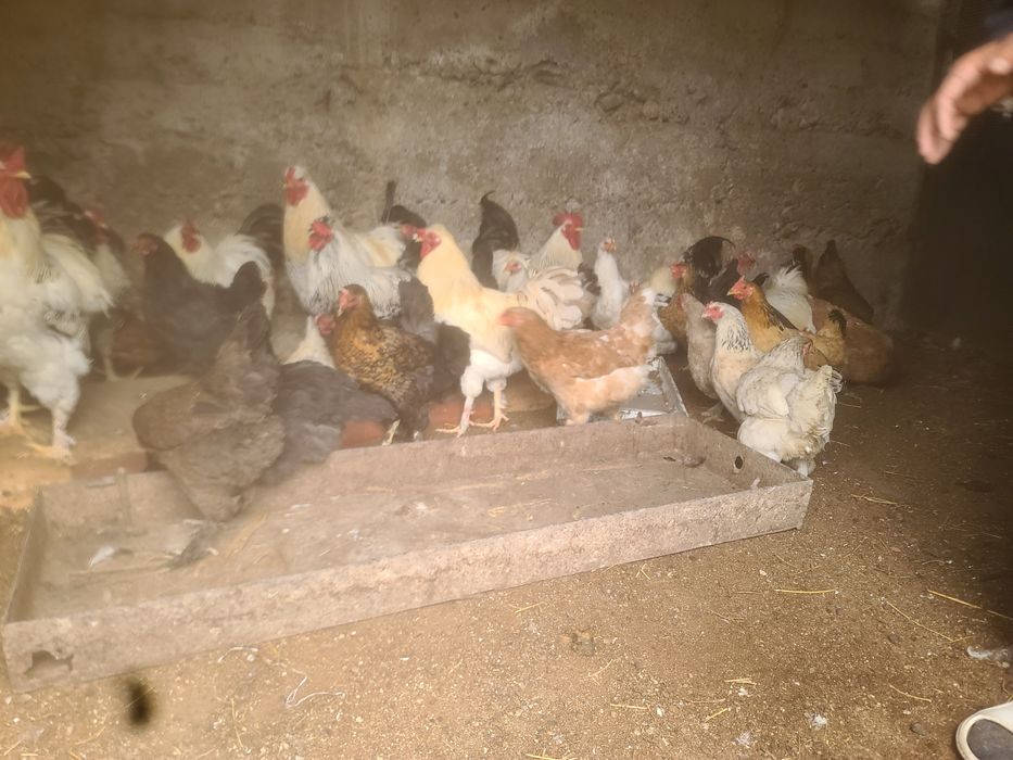 Куры петухи молодые