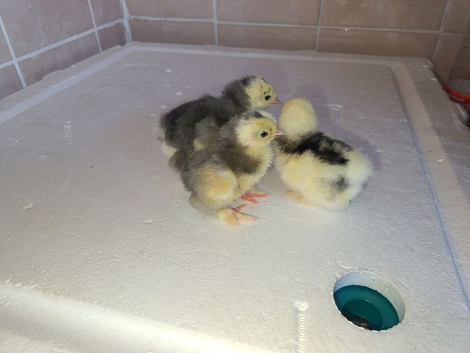 Цеплята домашние..