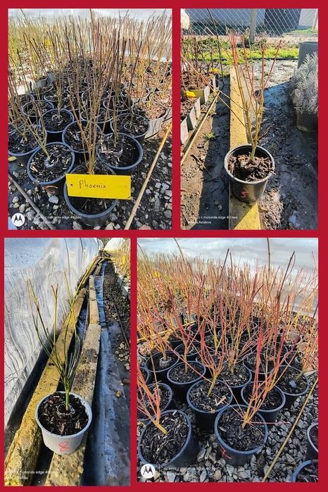 Японски клен (Acer palmatum) – саксия