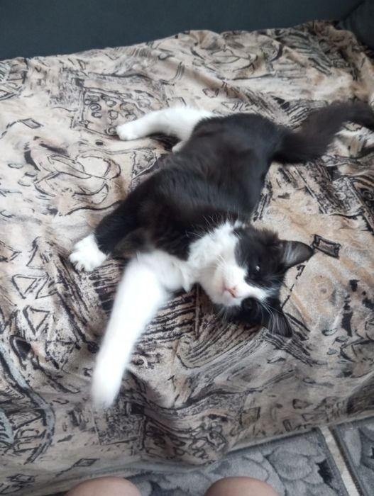 Отдам  красивого котенка