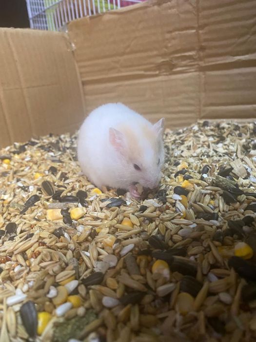 Сирийские хомяки