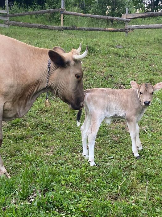 De vânzare! Vaca cu vițel!