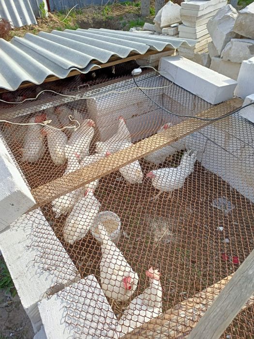 Тауық сатылады ..