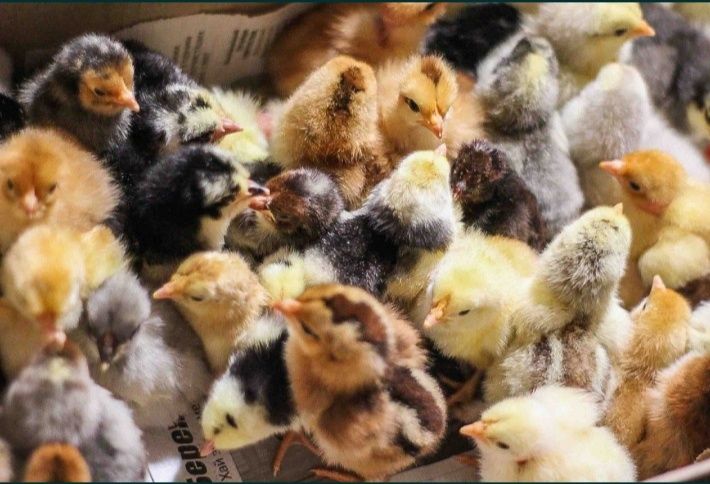 Жужалар сотилади