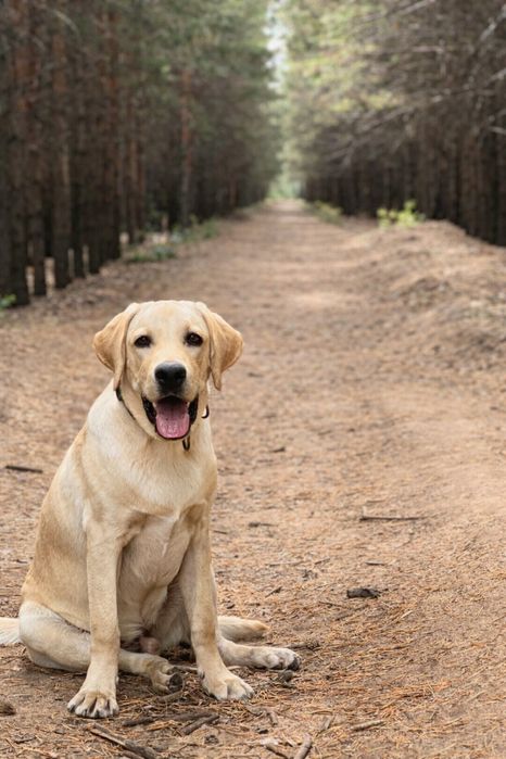 Ищем собаку девочку для случки