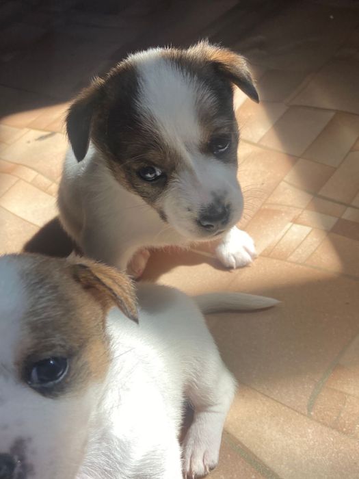 Продаю щенят джек рассала