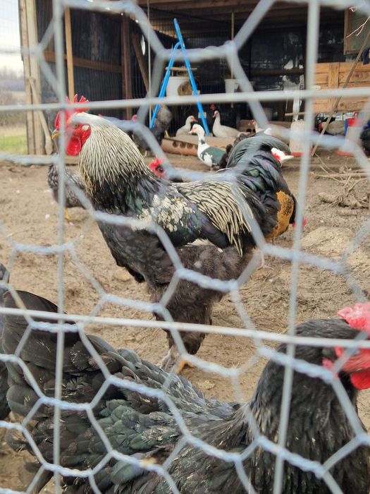 Păsări de rasă mare