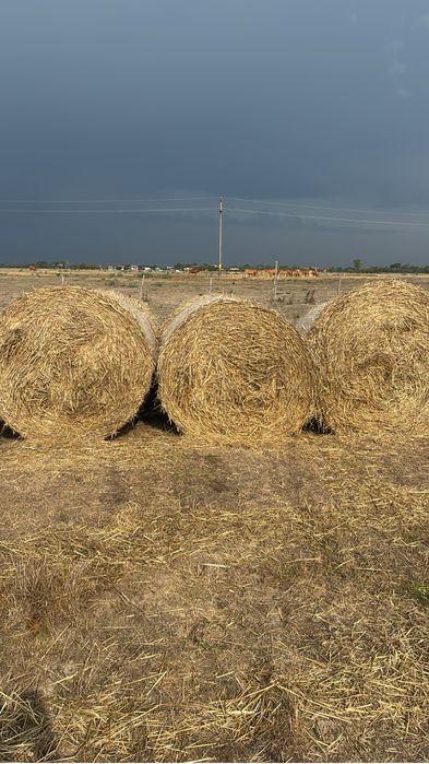 Vând baloți rotunzi de paie