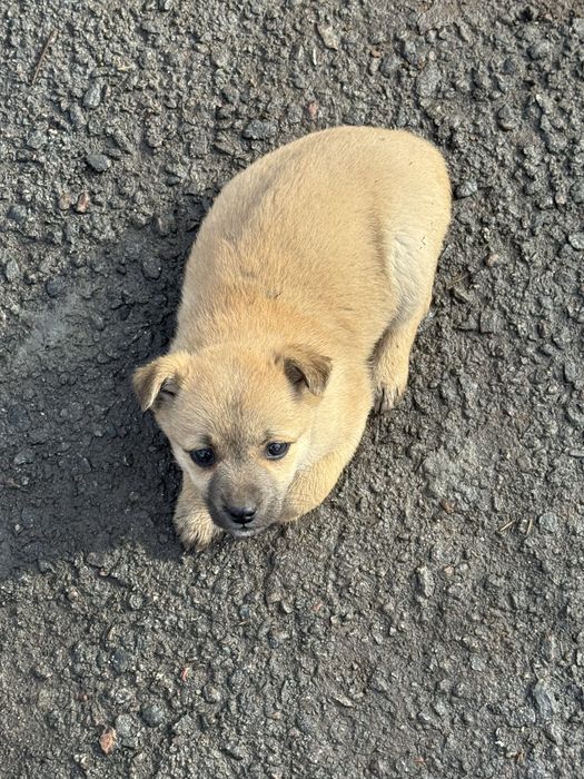 Щенята бесплатно