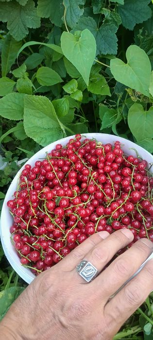 Продам саженцы смородины черной