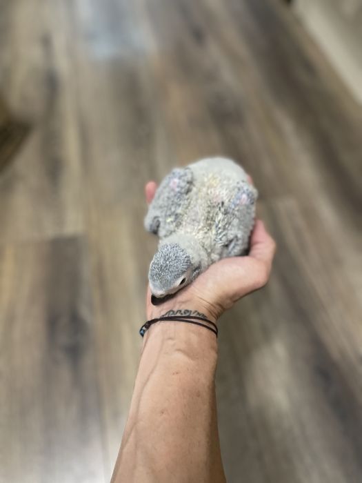 Ръчно хранен папагал Жако