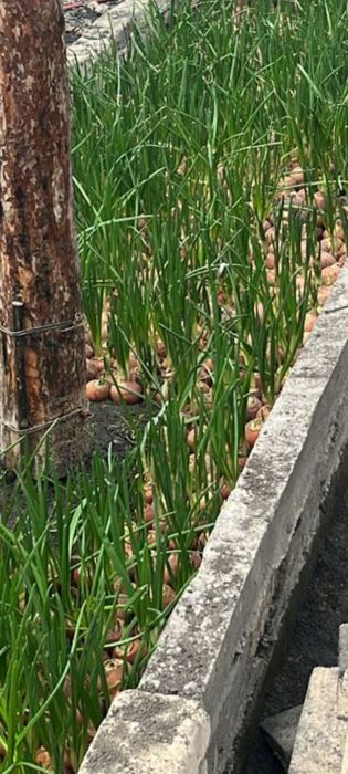 Зеленный лук.2000т за кг.Местный, свежый.