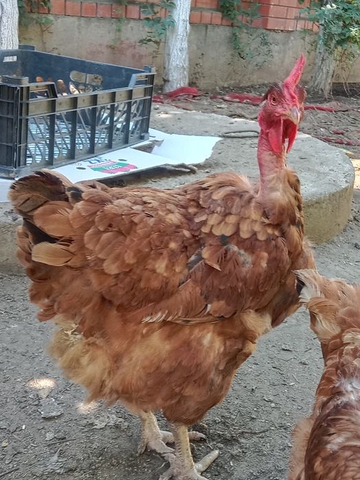Куры голоошейных породы