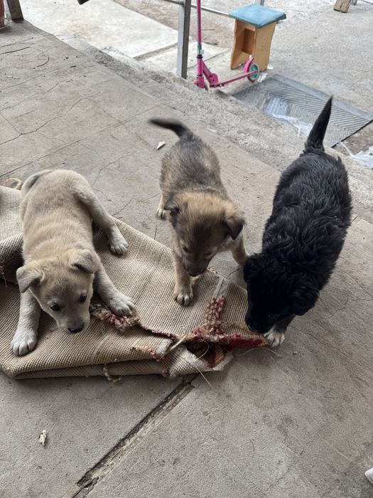 Щенки мальчики 1,5 мес