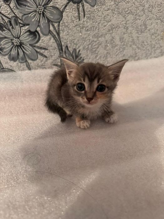 Котята бесплатно