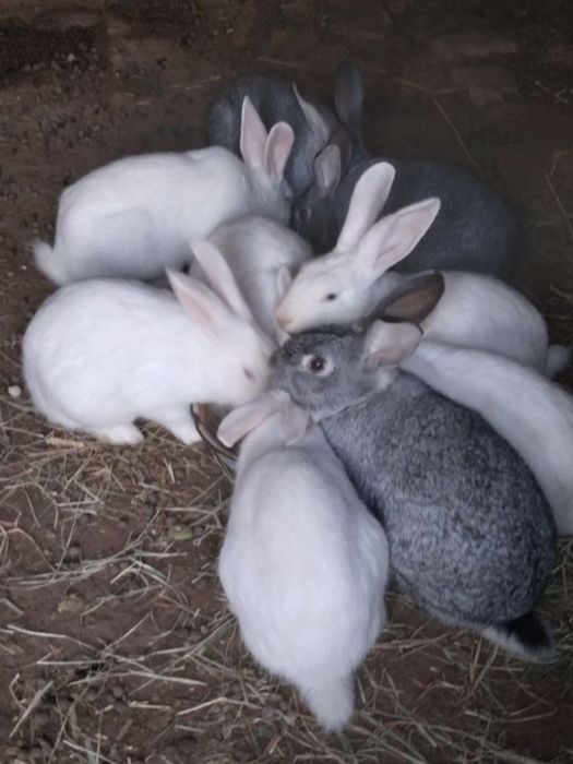 Quyonlar bor hikil ponda