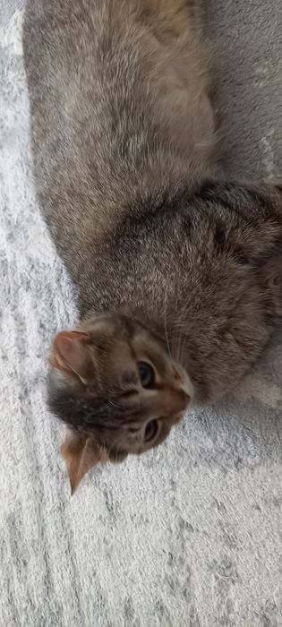 Кошка домашняя мышеловка