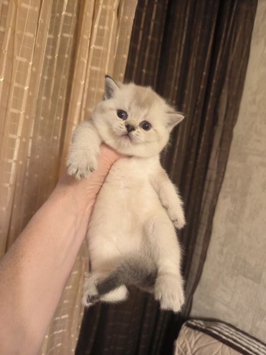 Чистокровные котята