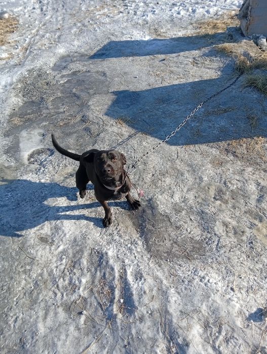 Отдам щенка даром