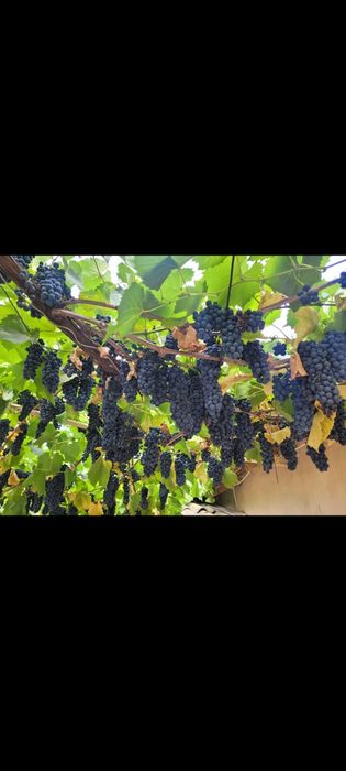 Struguri vin boltă