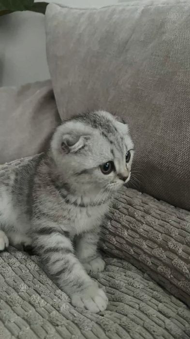 Шотландский вислоухий