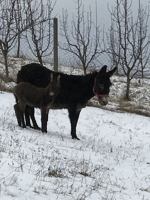 Măgărite cu pui si gestante