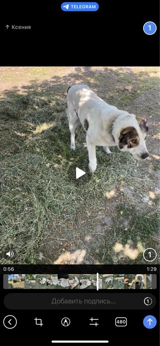 Алабай самец