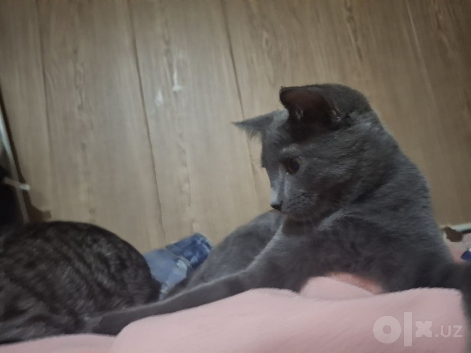 Отдам котёнка в добрые руки