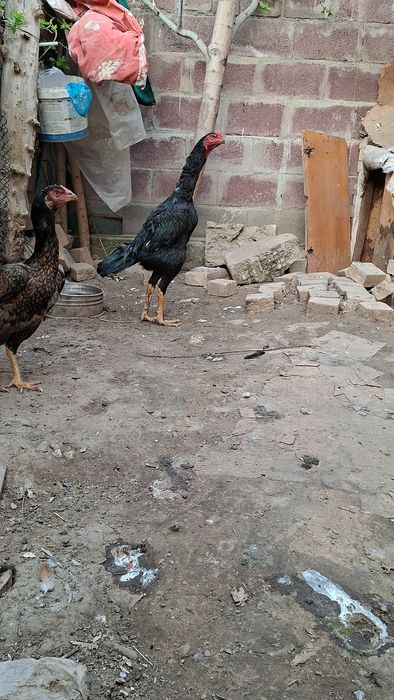 Дакан хөраз сатылады