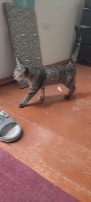 Котенок бесплатно