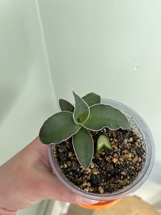 Сансевиерия, разные сорта