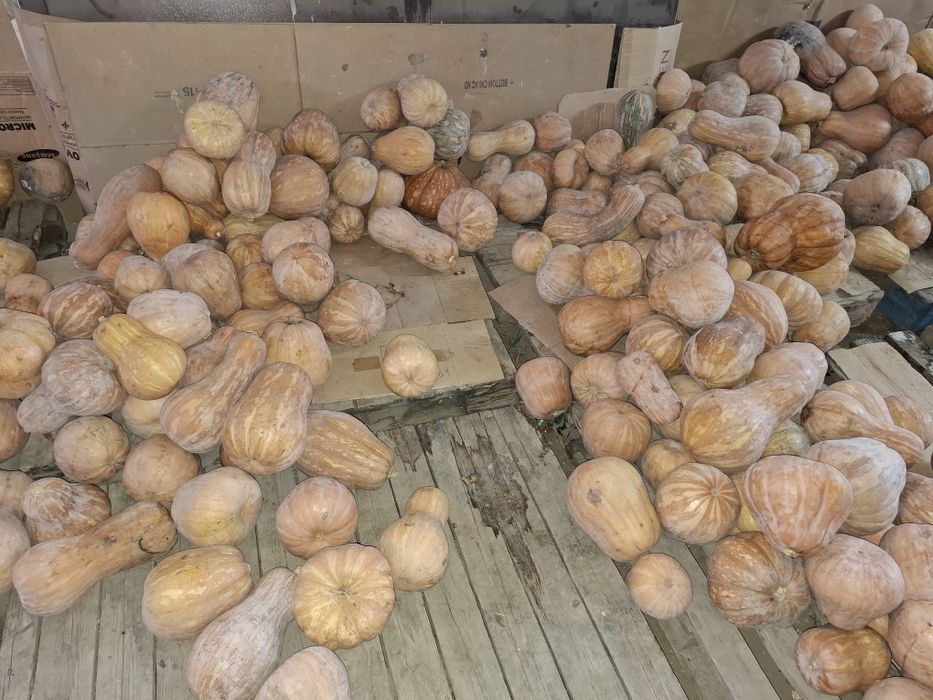 Тыква мантная,  на выбор продам