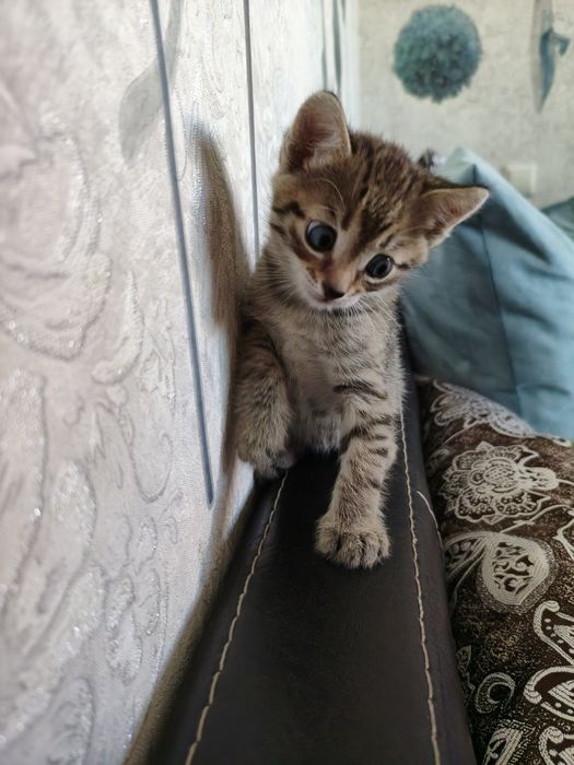 маленькие котята