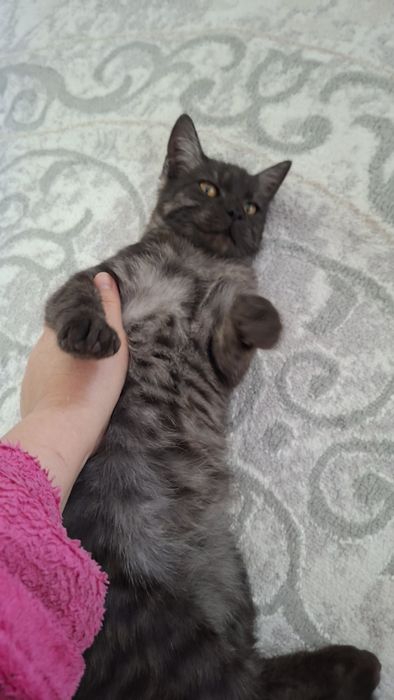 Котенок бесплатно