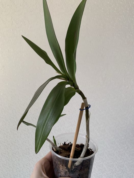 Орхидея Берри Ода