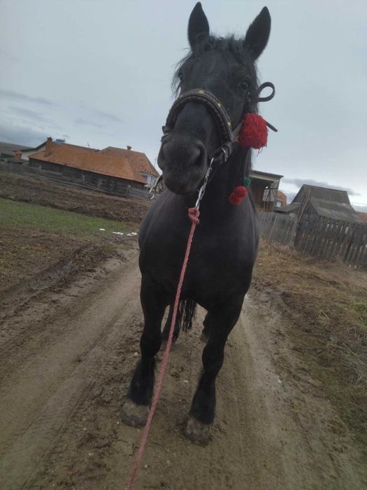 O iapă bun devânzare